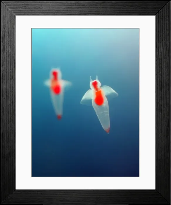 Framed Print : Rp5Drhxwyzab Framed Print : Rp5Drhxwyzab