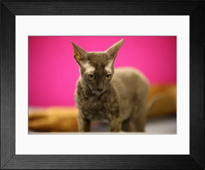 Framed Print : GM1E66C1SI101