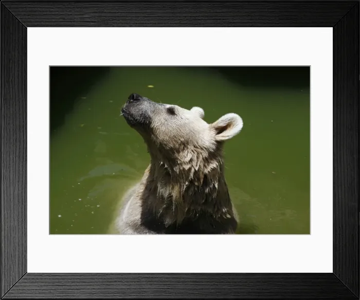 Framed Print : GM1E66M1K2L02