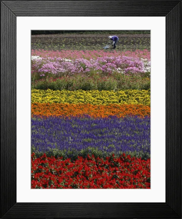 Framed Print : GM1E59P1SDP01 Framed Print : GM1E59P1SDP01