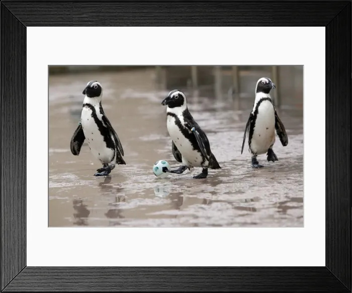 Framed Print : GM1E65K1B0I01 Framed Print : GM1E65K1B0I01