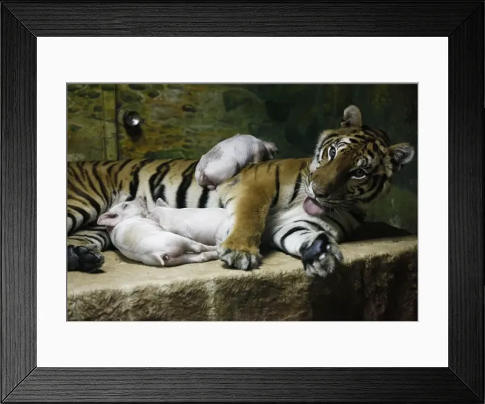 Framed Print : GM1E61Q1aJ01 Framed Print : GM1E61Q1aJ01