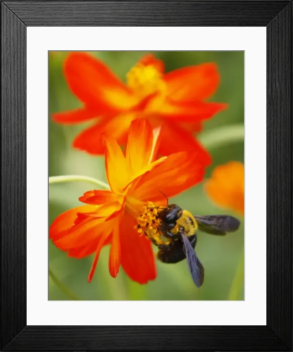 Framed Print : GM1E59915EK01 Framed Print : GM1E59915EK01