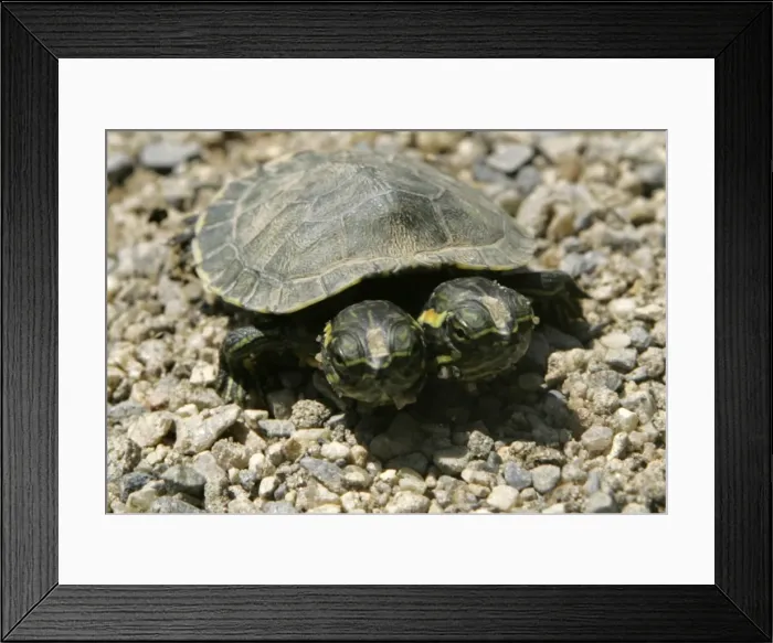 Framed Print : GM1E45R1D7301 Framed Print : GM1E45R1D7301