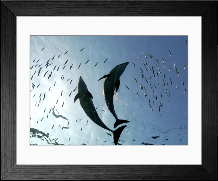 Framed Print : Rp5Drhxwysab