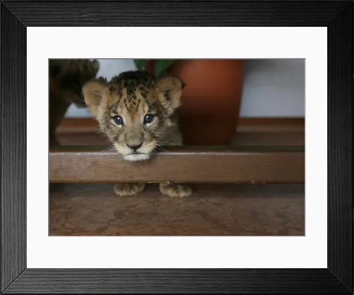 Framed Print : GM1E44M17EO01