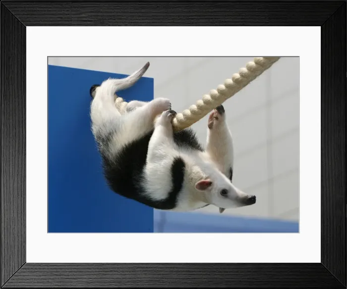 Framed Print : GM1E45I14FR01
