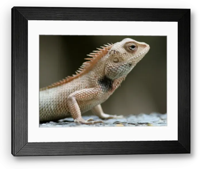 Framed Print : GM1E66Q01ME01 Framed Print : GM1E66Q01ME01
