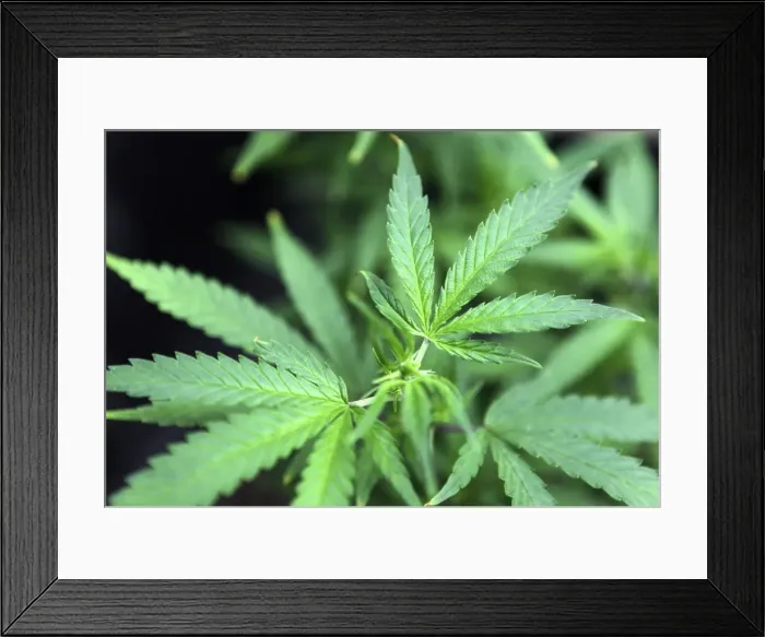Framed Print : TM3E8C4183A01