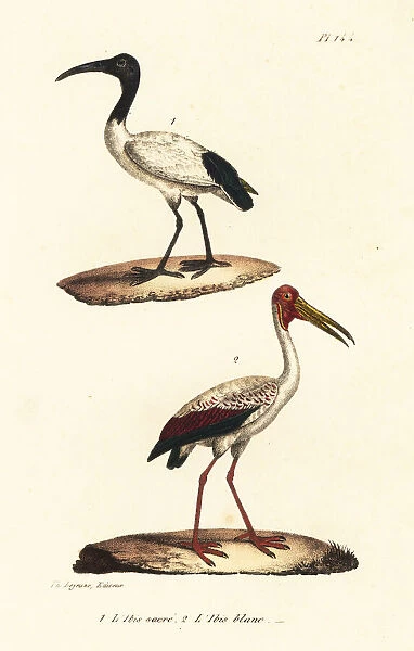 African sacred ibis and white ibis