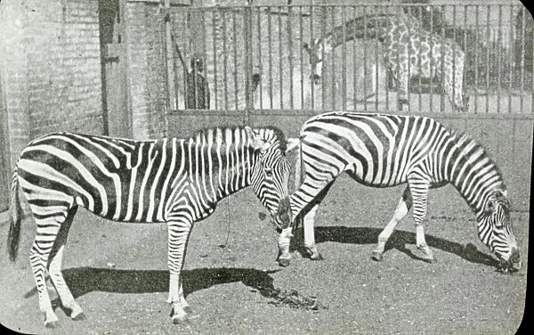Animals at a French Zoo - Zebras