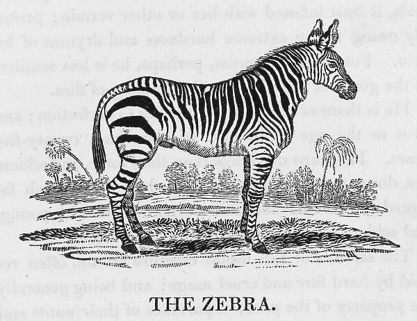 Bewick  /  Zebra