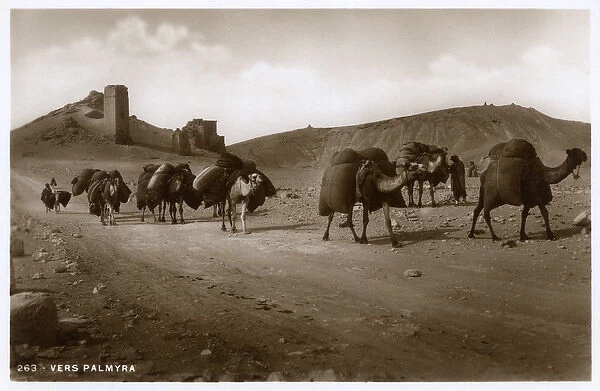 Camel Caravan close to Valley of Tombs, Palmyra, Syria