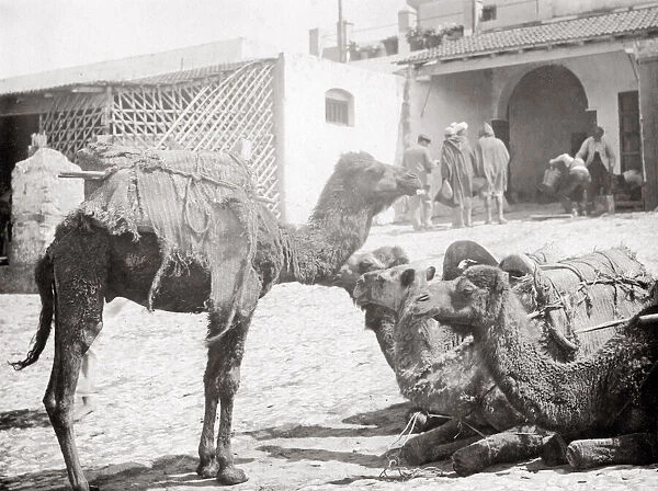 Camel caravan at rest, Tangier, Morocco, c. 1900
