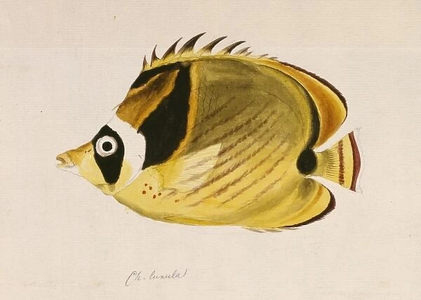 Chaetodon lunula, raccoon butterflyfish