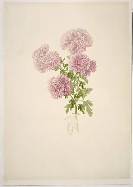Chrysanthemum sp. chrysanthemum