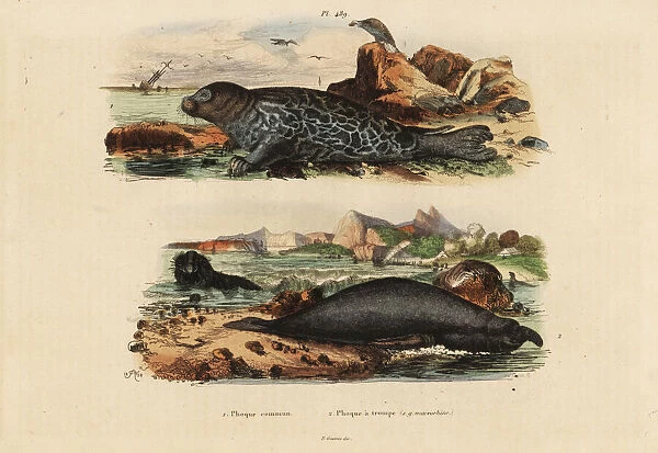 Common seal and elephant seal