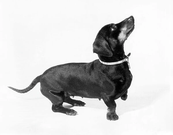 Dachshund Dog 1960S