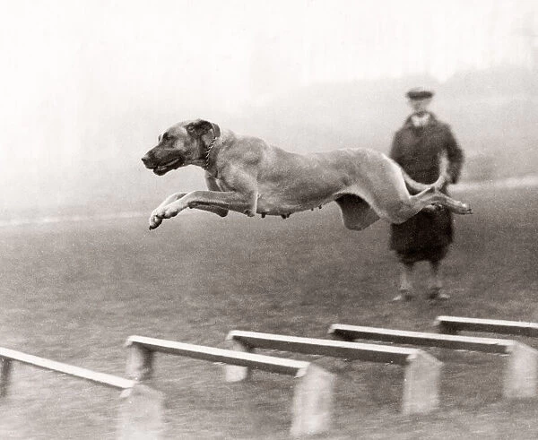 Dog in full flight over hurdles, 1933