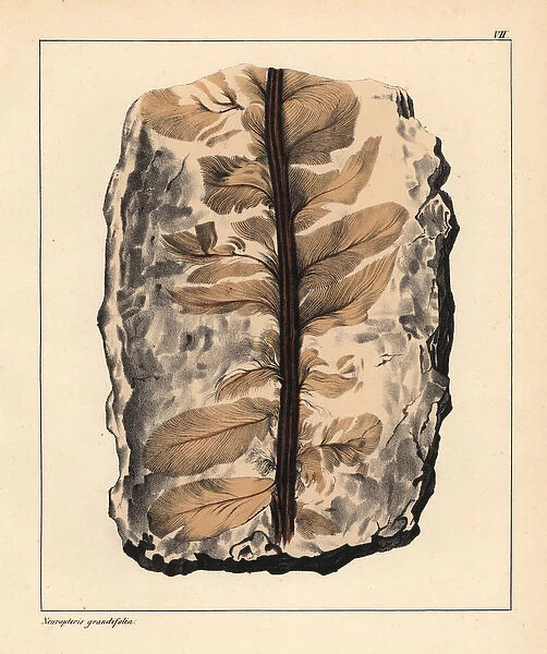 Fossil of Neuropteris grandiflora, an extinct