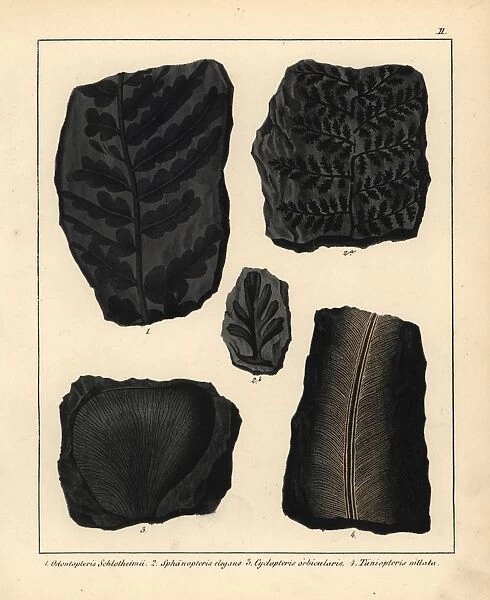 Fossils of ferns and plants