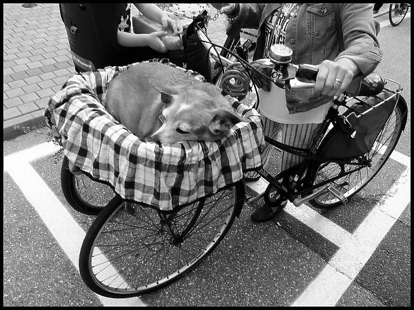 Italy dog in bike basket
