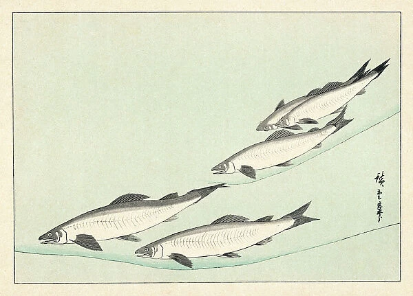 Japanese  /  Salmon