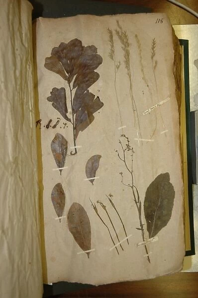 John Lawson plant specimen
