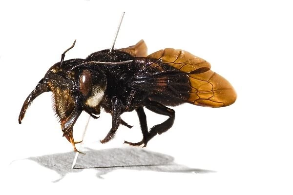 Megachile pluto, Wallaces giant bee