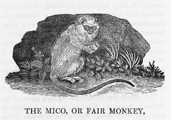 Mico Monkey (Bewick)