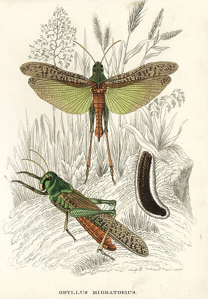 Migratory locusts and eggs, Locusta migratoria