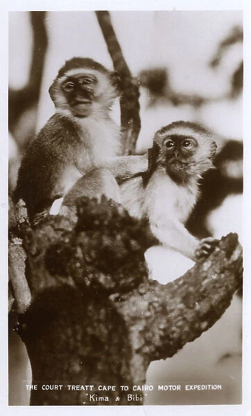 Monkeys Kima and Bibi, Victoria Falls, South Africa