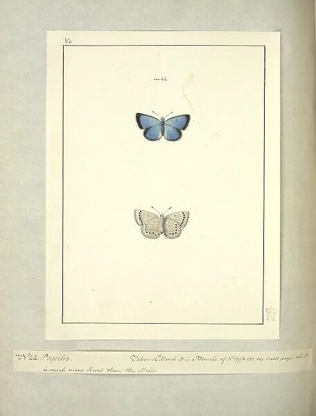 No. 44 Papilio, Vol. 6 plate 62, Abbot J