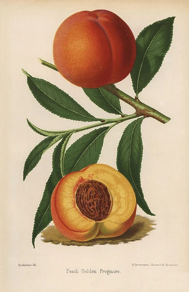 Peach cultivar, Golden Frogmore, Prunus persica