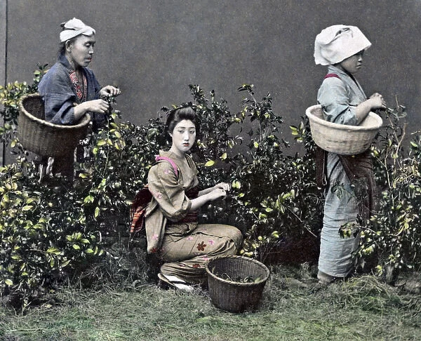 Picking tea, Japan, circa 1890