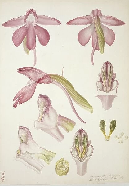 Plate 33 from British Orchids