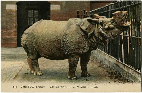 Rhinoceros at London Zoo - More Please