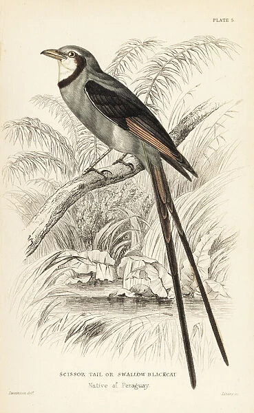 Streamer-tailed tyrant, Gubernetes yetapa