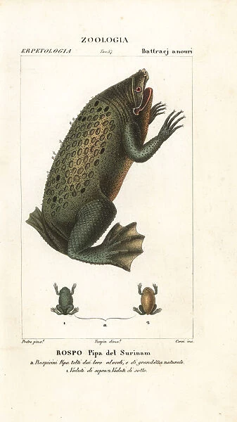 Surinam toad, Pipa pipa