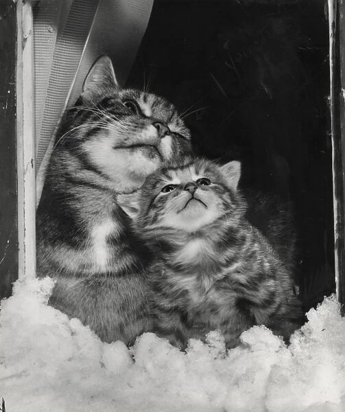 Tabby cat and kitten look out at the snow
