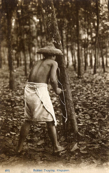 Tapping a rubber tree - Singapore