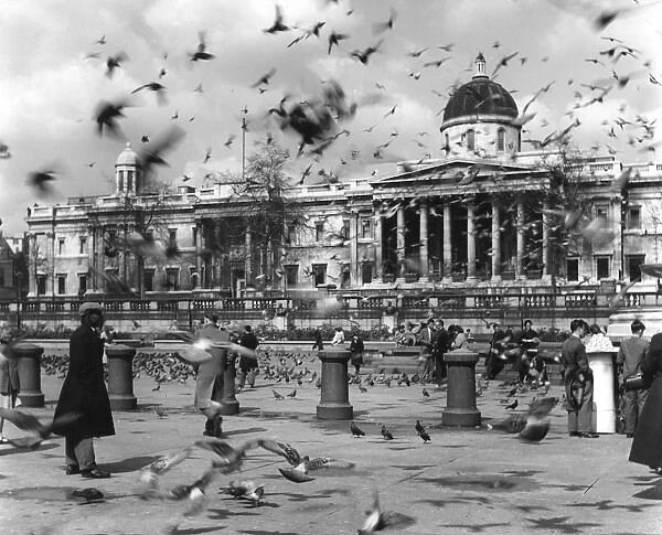 Trafalgar Square Birds