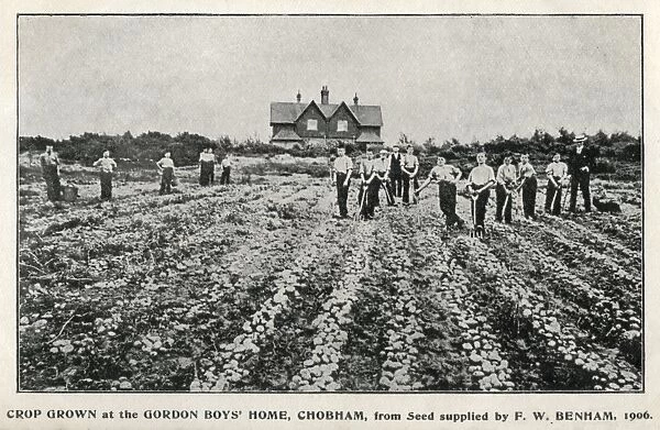 Vegetable crops at Gordon Boys Home, Woking, Surrey