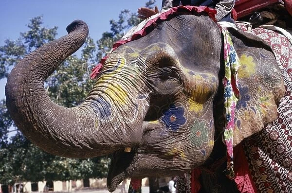 Asian  /  Indian Elephant - decorated for ceremony India