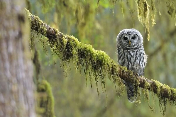 Barred Owl - owlet (only recently fledged) - in Olympic National Park Rain Forest - WA -USA - Summer _C3B4509