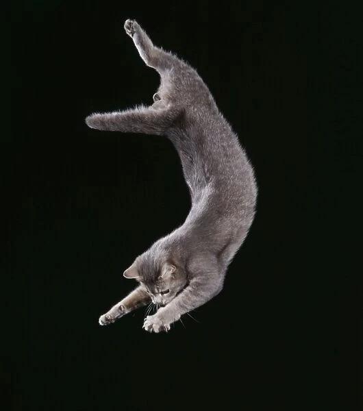 Cat JD 15233 Falling © John Daniels  /  ARDEA LONDON