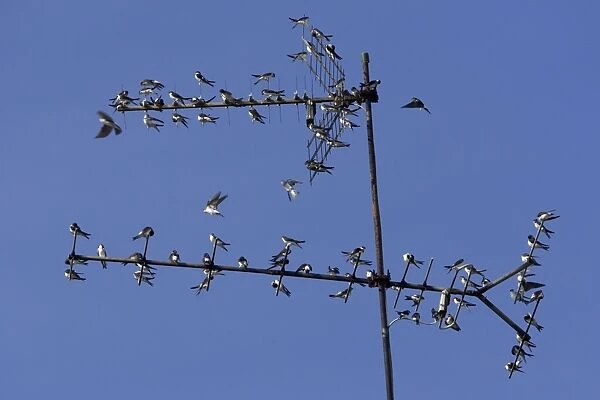 House Martin - Young birds gathering on TV aerial in autumn Lower Saxony, Germany