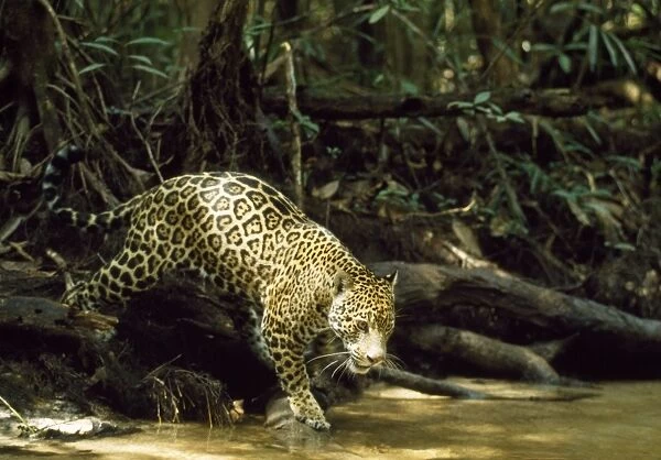 Jaguar - female - creek side - Amazonia Brazil