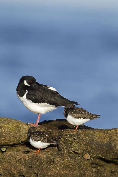 Oystercatcher - resting with Turnstones in early morning light - February - Scotland