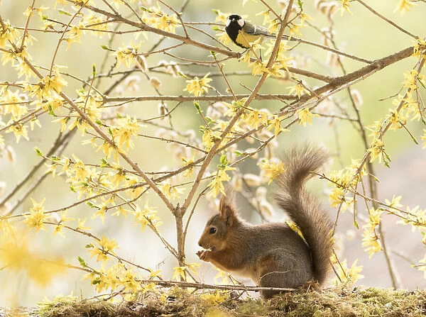 red squirrels climbs in flower Forsythia branches with great tit